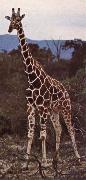 unknow artist Livsrummet had shrank ago giraffe pa its hemkontinent France oil painting artist